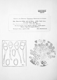 Puccinia vilfae image